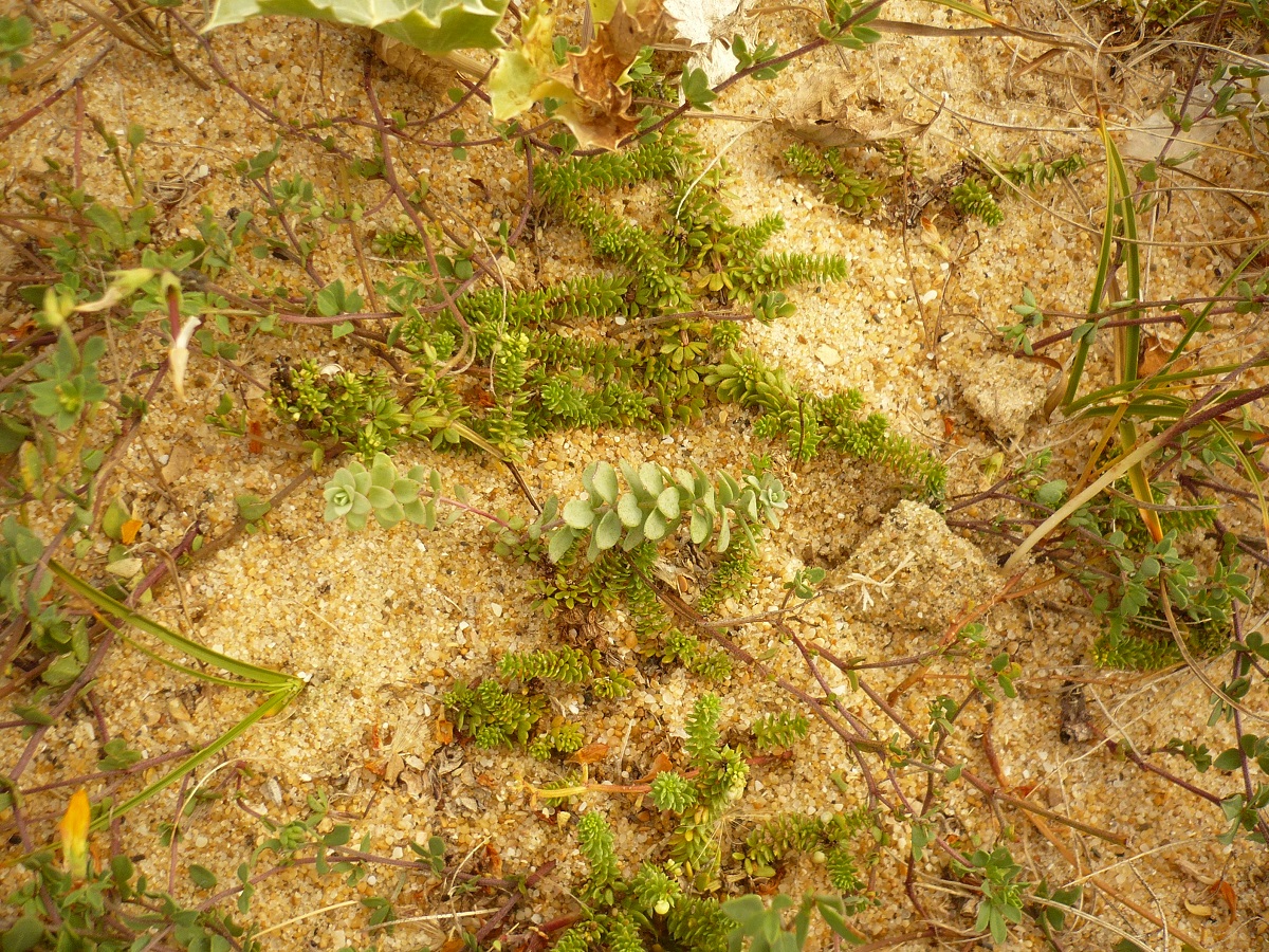 Linaria thymifolia (Plantaginaceae)